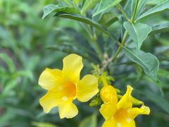 -新加坡植物园