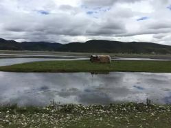 -纳帕海依拉草原