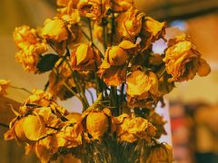 -斯多格书乡(北京大学畅春园店)