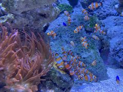 -新加坡海洋生态馆