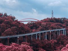 -金鸡山公园