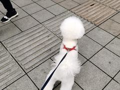 -艾贝尔宠物医院 ·内科全科(梁溪路店)