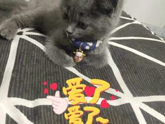 -糯米喵星人总部直营旗舰店·猫舍·幼猫出售