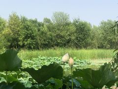 -东郊湿地公园