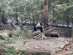 -都江堰中华大熊猫苑