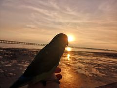 -宝安西湾红树林湿地公园