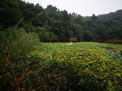 -天目湖山水园
