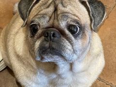 -Silly Dog Coffee(滨江店)