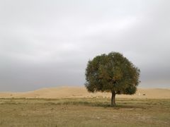 -亿利库布其七星湖沙漠生态旅游区