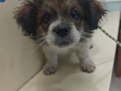 -全心全意连锁动物医院(加州店)