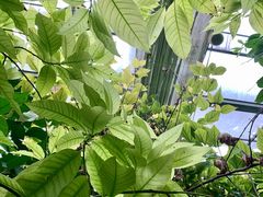 -呀路古热带植物园