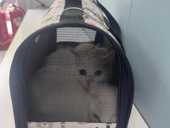 -纳吉亚猫专科动物诊疗中心(蒋宅口分院)