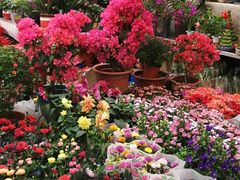 -双季花艺园艺市场(浦东店)