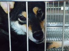 -柴犬高等学院·狗咖·柴犬售卖·宠物训练