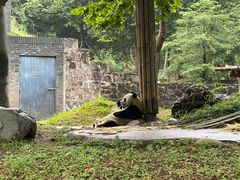 -都江堰中华大熊猫苑
