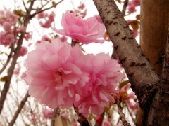 -天适樱花悠乐园