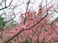-重庆彩云湖湿地公园