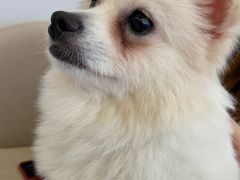 -怪兽屋·羊驼·猫咖·狗咖(俊华广场店)