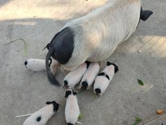 -石家庄市动物园