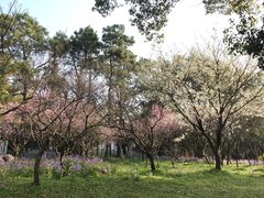 -苏州上方山国家森林公园