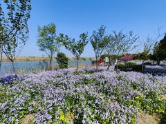 -泗洪洪泽湖湿地景区