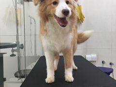 -顺强宠物诊所·狂犬免疫·夜诊·骨科(嘉定店)
