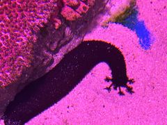 -暹罗海洋世界
