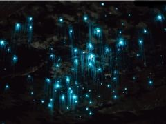 -怀托摩萤火虫洞