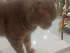 -喵园·猫主题咖啡厅·撸猫·猫咖(国贸店)