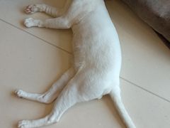 -飞行喵MR PILOT|猫舍·猫咖(静安大融城店)