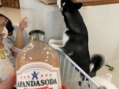 -共舞时光猫咖·狗咖(新街口店)