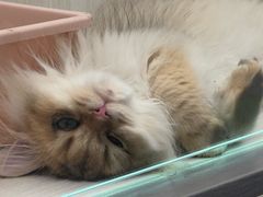 -囡的喵喵酱·萌宠生活馆·宠物洗护美容(胶州路店)