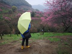 -新建村梅花