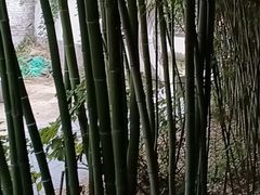 -王家大院