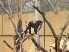 -合肥野生动物园