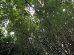 -丰依竹食·老牌竹筒饭