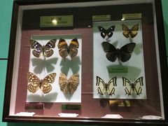 -上海昆虫博物馆