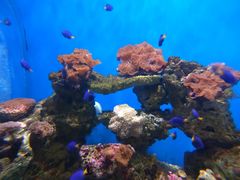 -烟台海昌鲸鲨海洋公园