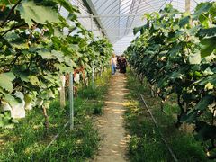 -马陆小张葡萄园农家乐