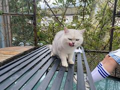 -喵屿·大理花园猫咖