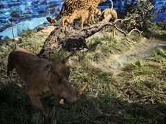 -国家自然博物馆