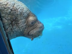 -海合安成都极地海洋公园
