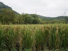 -八卦田遗址公园