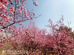 -北京鹫峰国家森林公园