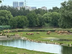 -南海子公园