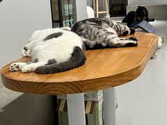 -Cappucimeow猫咪咖啡馆(韦伯时代店)