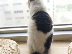 -Cappucimeow猫咪咖啡馆(韦伯时代店)