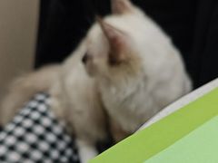 -安安宠医宠物医院·异宠·犬猫内科(岳阳分院)