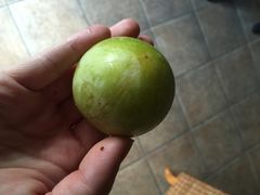 意大利农场-意大利农场度假村