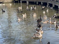 -溱湖国家湿地公园